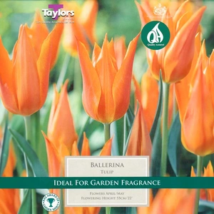 Flower Bulbs - Tulip 'Ballerina' (6 Bulbs) - image 1