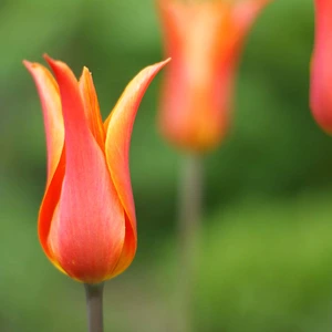 Flower Bulbs - Tulip 'Ballerina' (6 Bulbs) - image 2