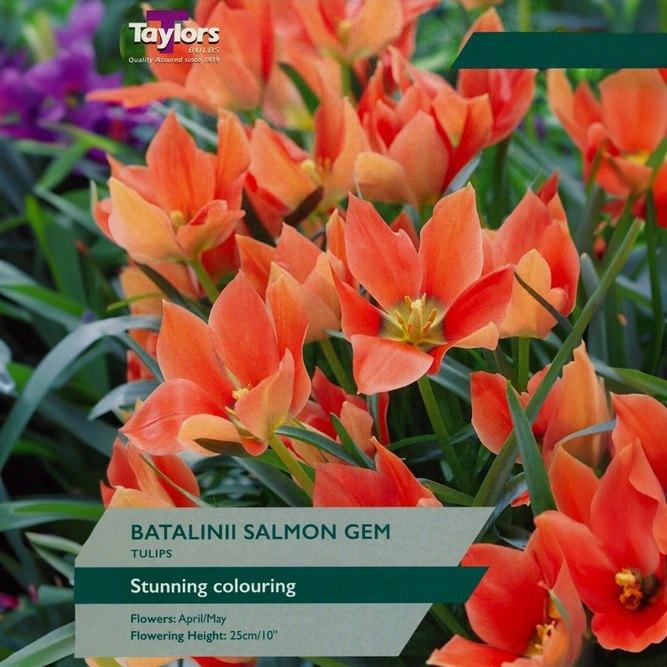 Flower Bulbs - Tulip 'Batalinii Salmon Gem' (5 Bulbs)