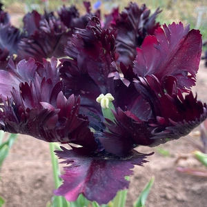 Flower Bulbs - Tulip 'Black Parrot' (6 Bulbs) - image 2