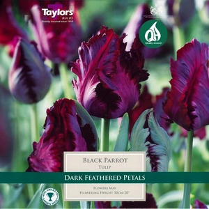 Flower Bulbs - Tulip 'Black Parrot' (6 Bulbs) - image 1