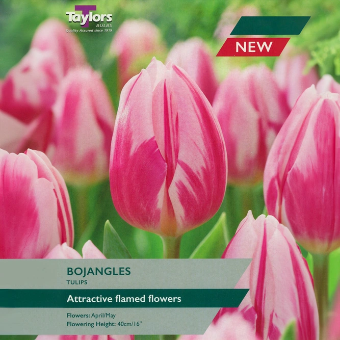 Flower Bulbs - Tulip 'Bojangles' (7 Bulbs)