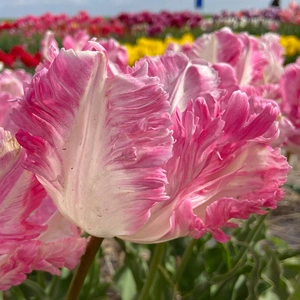 Flower Bulbs - Tulip 'Cabanna' (5 Bulbs) - image 2