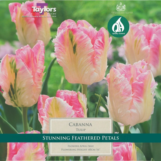 Flower Bulbs - Tulip 'Cabanna' (5 Bulbs) - image 1
