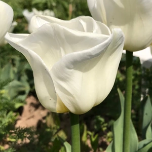 Flower Bulbs - Tulip 'Calgary' (6 Bulbs) - image 2