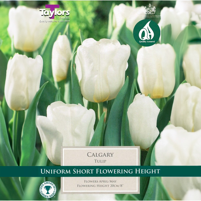 Flower Bulbs - Tulip 'Calgary' (6 Bulbs) - image 1