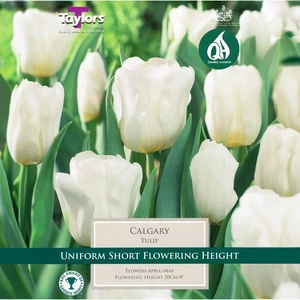 Flower Bulbs - Tulip 'Calgary' (6 Bulbs) - image 1