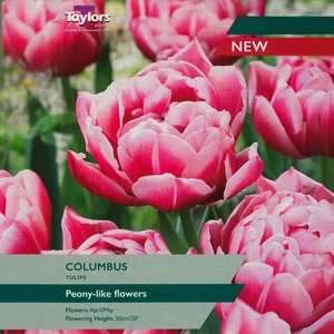 Flower Bulbs - Tulip Columbus - 6 Bulbs