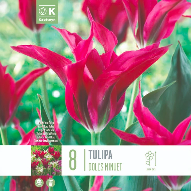 Flower Bulbs - Tulip 'Doll's Minuet' (8 Bulbs)