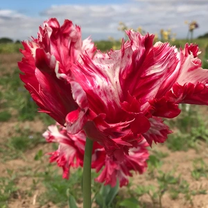 Flower Bulbs - Tulip 'Estella Rijnveld' (5 Bulbs) - image 2