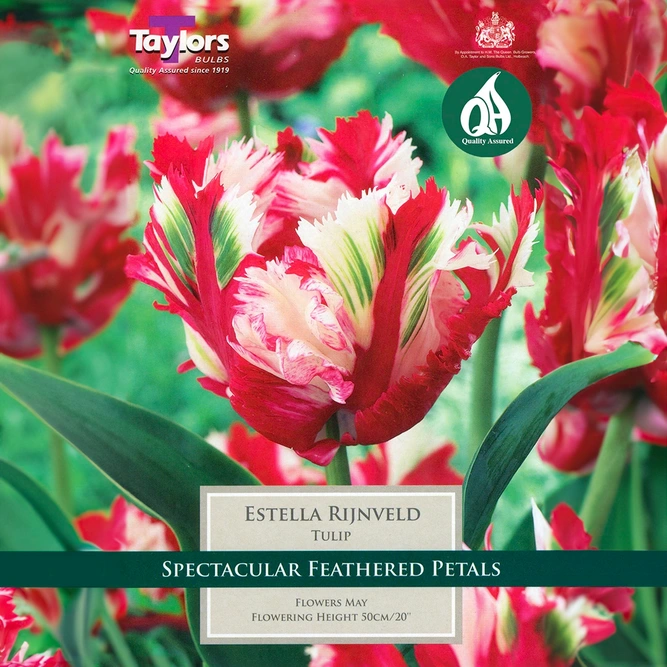 Flower Bulbs - Tulip 'Estella Rijnveld' (5 Bulbs) - image 1