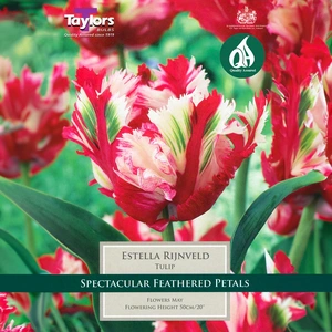 Flower Bulbs - Tulip 'Estella Rijnveld' (5 Bulbs) - image 1