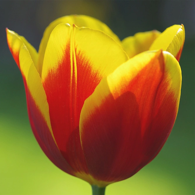 Flower Bulbs - Tulip Fire Wings - 8 Bulbs - image 1