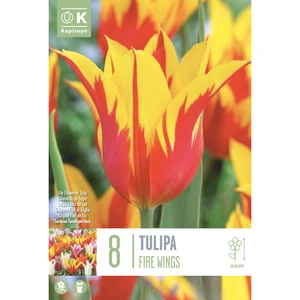 Flower Bulbs - Tulip Fire Wings - 8 Bulbs - image 2