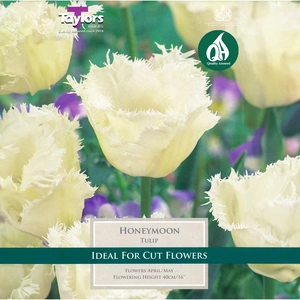 Flower Bulbs - Tulip 'Honeymoon' (6 Bulbs) - image 1