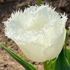 Flower Bulbs - Tulip 'Honeymoon' (6 Bulbs) - image 2