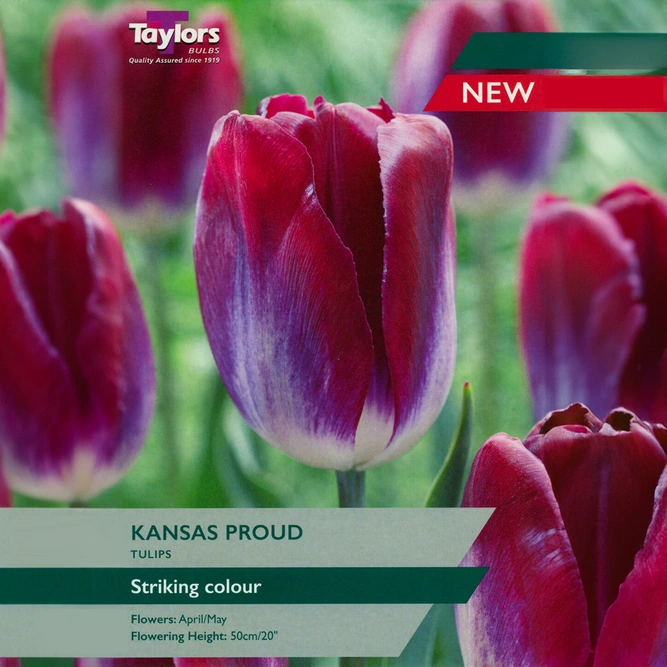 Flower Bulbs - Tulip 'Kansas Proud' (7 Bulbs)