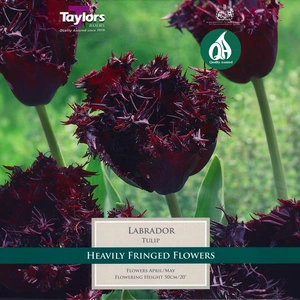 Flower Bulbs - Tulip 'Labrador' (7 Bulbs) - image 1