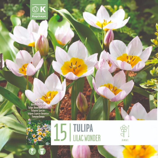 Flower Bulbs - Tulip 'Lilac Wonder' (15 Bulbs)