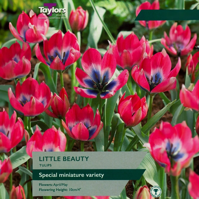 Flower Bulbs - Tulip 'Little Beauty' (10 Bulbs)