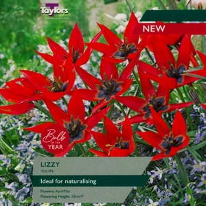 Flower Bulbs - 'Tulip Lizzy' (9 Bulbs)