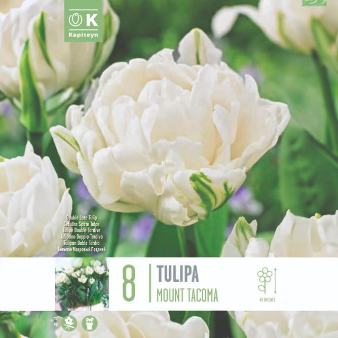 Flower Bulbs - Tulip 'Mount Tacoma' (8 Bulbs)