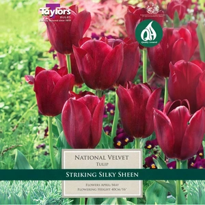 Flower Bulbs - Tulip 'National Velvet' (7 Bulbs) - image 1