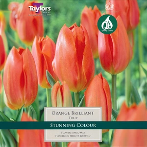 Flower Bulbs - Tulip 'Orange Brilliant' (9 Bulbs) - image 1