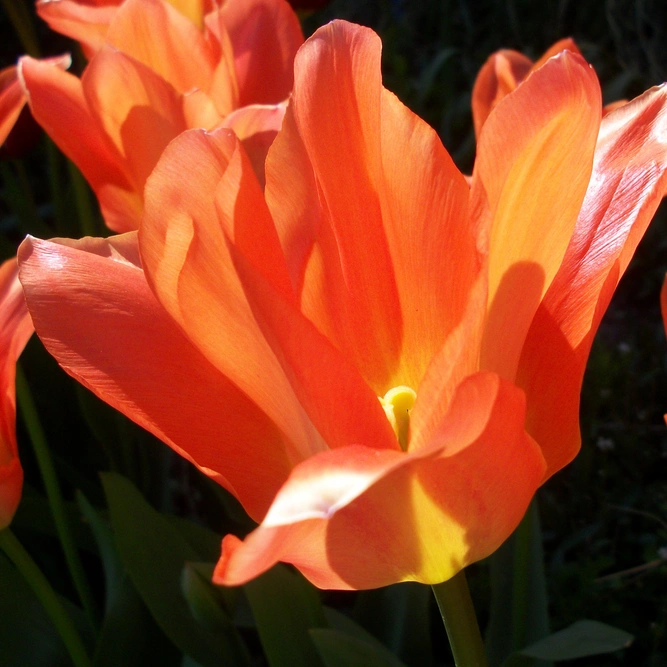 Flower Bulbs - Tulip 'Orange Brilliant' (9 Bulbs) - image 2