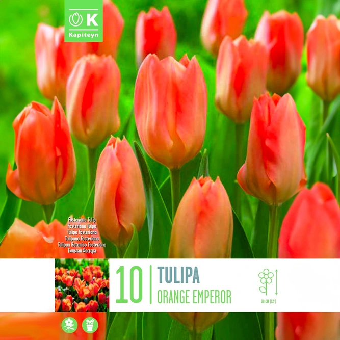 Flower Bulbs - Tulip 'Orange Emperor' (10 Bulbs)