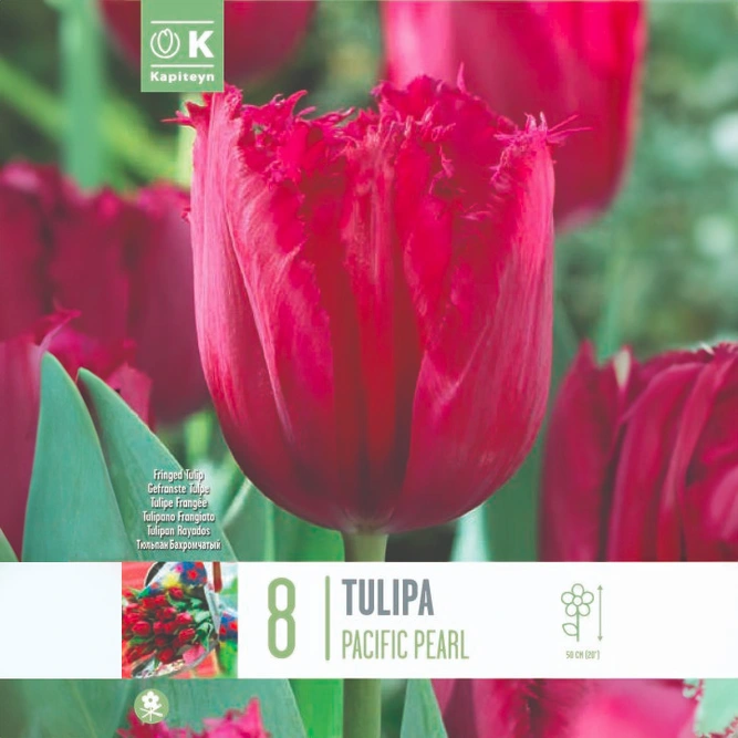 Flower Bulbs - Tulip 'Pacific Pearl' (8 Bulbs)