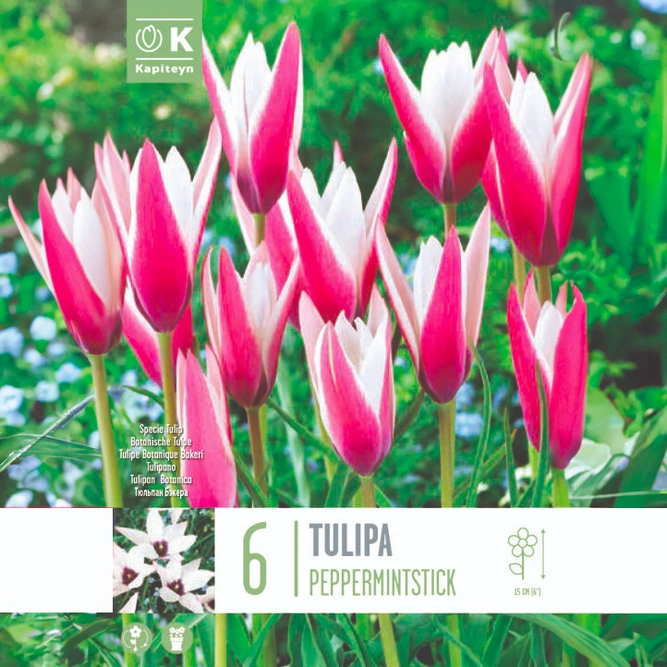 Flower Bulbs - Tulip 'Peppermint Stick' (6 Bulbs)