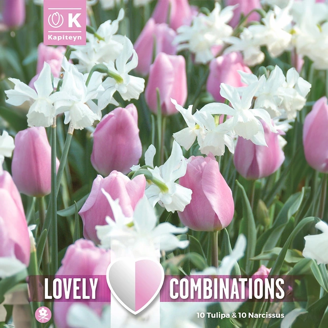 Flower Bulbs - Tulip Pink & Narcissus White (20 Bulbs) Combi Pack 