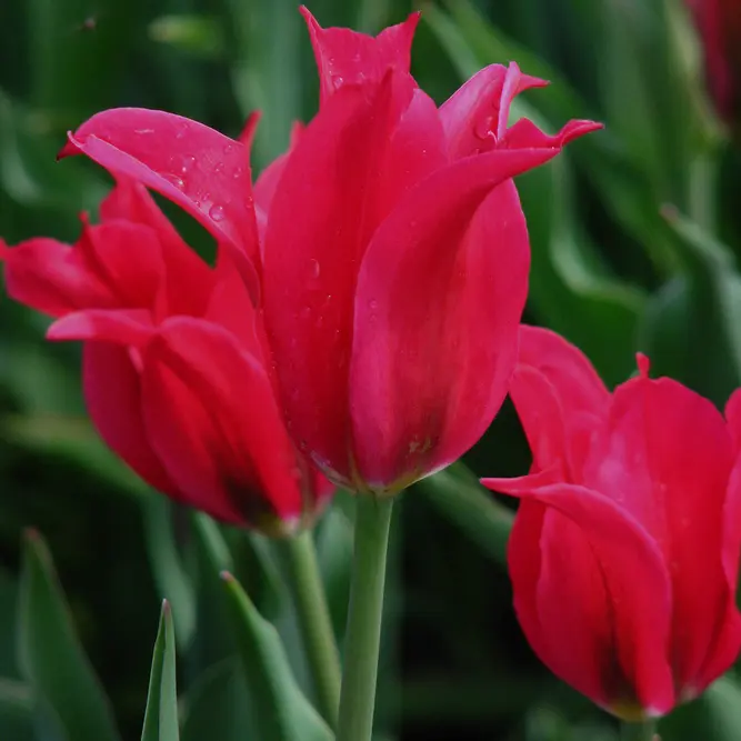 Flower Bulbs - Tulip 'Pretty Love' (8 Bulbs) - image 2
