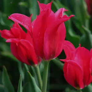 Flower Bulbs - Tulip 'Pretty Love' (8 Bulbs) - image 2