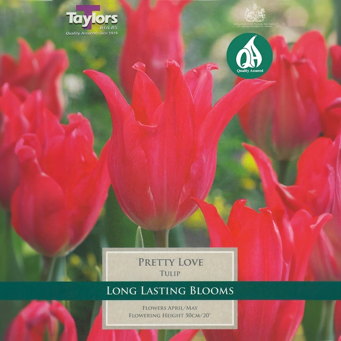 Flower Bulbs - Tulip 'Pretty Love' (8 Bulbs) - image 1