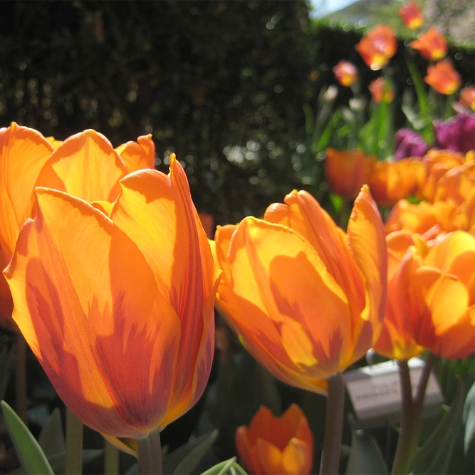 Flower Bulbs - 10 Tulip Prinses Irene - image 1