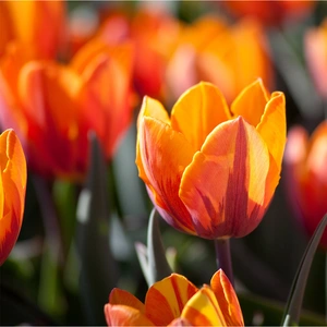 Flower Bulbs - 10 Tulip Prinses Irene - image 2