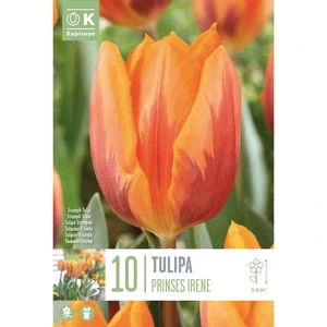 Flower Bulbs - 10 Tulip Prinses Irene - image 3