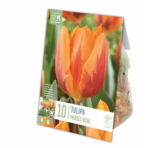 Flower Bulbs - 10 Tulip Prinses Irene - image 4