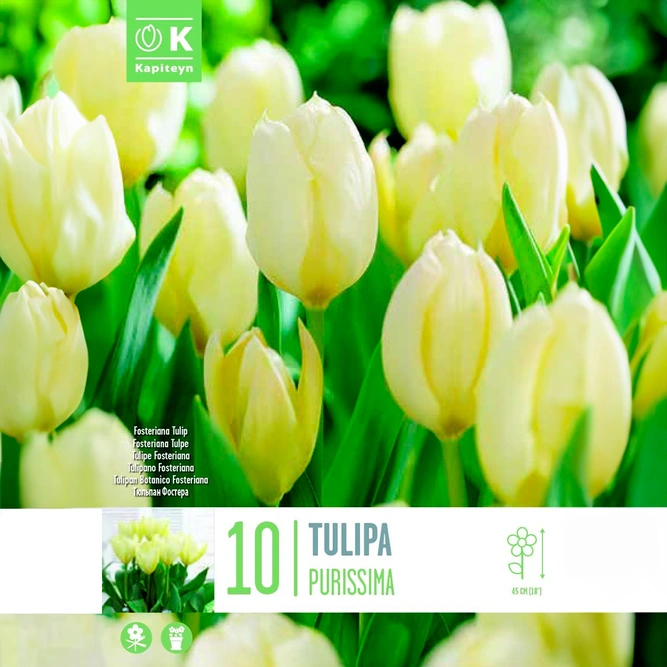 Flower Bulbs - Tulip 'Purissima' (10 Bulbs)
