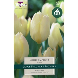 Flower Bulbs - Tulip 'Purissima' (8 Bulbs) White Emperor