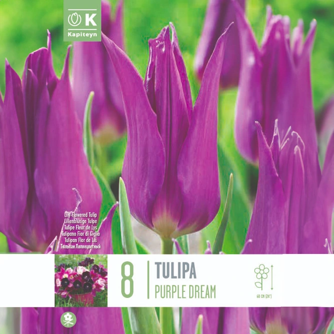 Flower Bulbs - Tulip 'Purple Dream' (8 Bulbs)