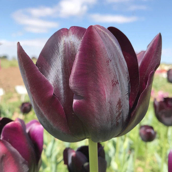 Flower Bulbs - Tulip 'Queen Of Night'  (7 Bulbs) - image 2