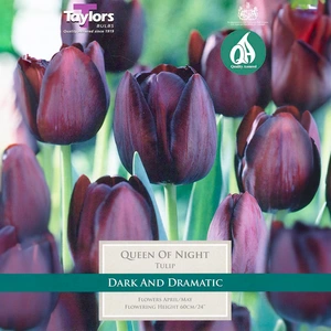 Flower Bulbs - Tulip 'Queen Of Night'  (7 Bulbs) - image 1