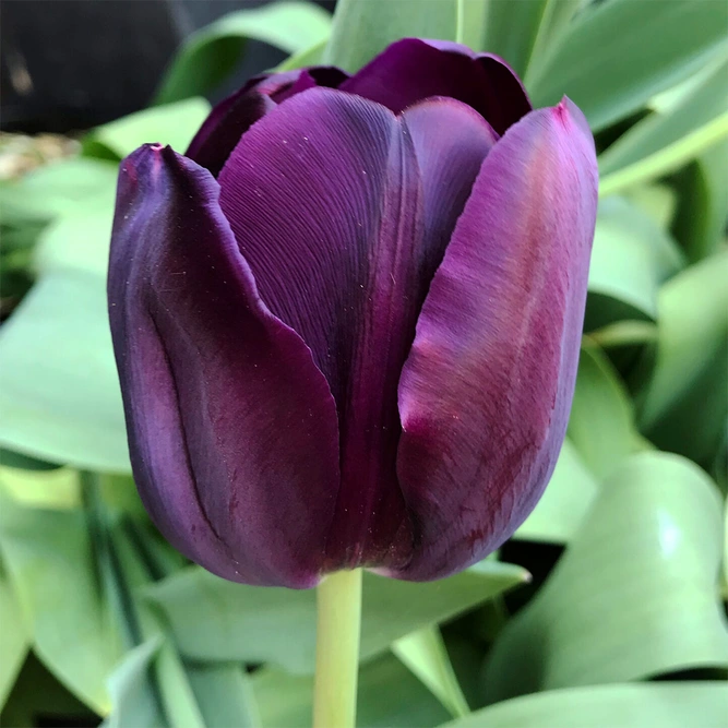Flower Bulbs - Tulip 'Queen of the Night' (40 Bulbs) - image 2