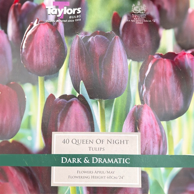 Flower Bulbs - Tulip 'Queen of the Night' (40 Bulbs) - image 1