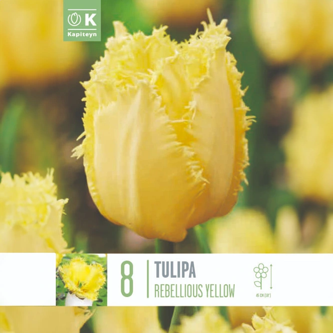 Flower Bulbs - Tulip 'Rebellious Yellow' (8 Bulbs)