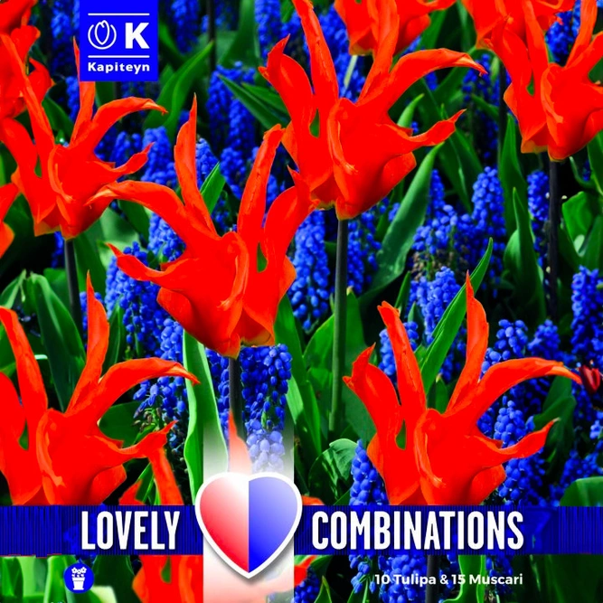 Flower Bulbs - Tulip Red & Muscari Blue (25 Bulbs) Combi Pack