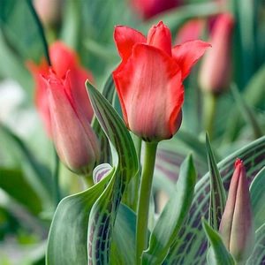 Flower Bulbs - Tulip 'Red Riding Hood' (9 Bulbs) - image 2